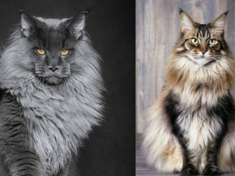 Adopsi Jantan atau&nbsp;Betina?