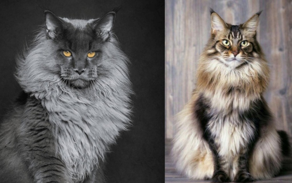 Adopsi Jantan atau&nbsp;Betina?