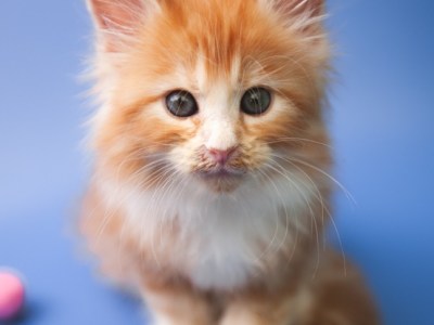 Lebih baik adopsi kucing pedigree atau non&nbsp;Pedigree?