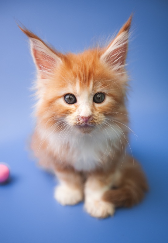 Lebih baik adopsi kucing pedigree atau non&nbsp;Pedigree?