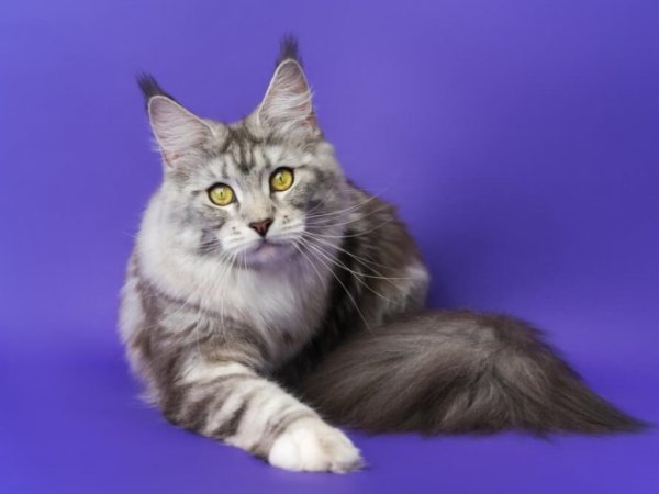 Mainecoon Kucing Besar Tapi&nbsp;Ramah